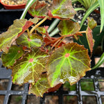 Begonia rex cultivar 3"