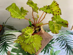 Begonia rex cultivar 4"