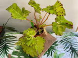 Begonia rex cultivar 4"