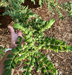 Boswellia sacra Specimen