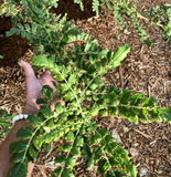 Boswellia sacra Specimen