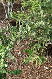 Boswellia sacra Specimen
