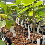 Brachychiton bidwillii Seed Grown Kurrajong Tree | Rare Bonsai Tree