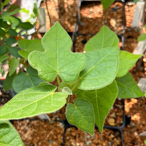 Brachychiton bidwillii 6"/1 gallon, Seed Grown Kurrajong Tree