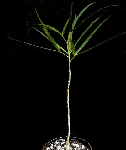 Brachychiton rupestris 6" Seed Grown Queensland Bottle Tree