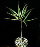 Brachychiton rupestris 6" Seed Grown Queensland Bottle Tree