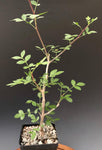 Bursera fagaroides 1 gallon/6"