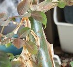 Bursera fagaroides New World Frankincense Tree | Seed Grown 2.5” Pot Size