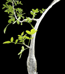 Bursera fagaroides 1 gallon/6"