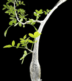 Bursera fagaroides 1 gallon/6"