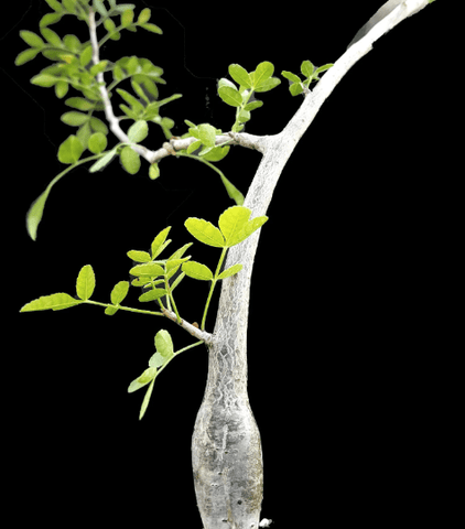 Bursera fagaroides 1 gallon/6"