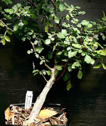 Bursera hindsiana 1  Bonsai Seed Grown New World Frankincense
