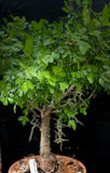 Bursera silvae 5” Pots
