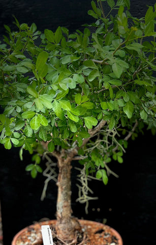 Bursera silvae 5” Pots