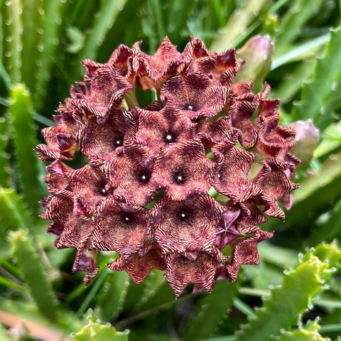 Caralluma procumbens 4" - Paradise Found Nursery