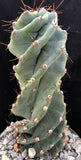 Cereus spiralis 6"/1 gallon Large Plants - Paradise Found Nursery