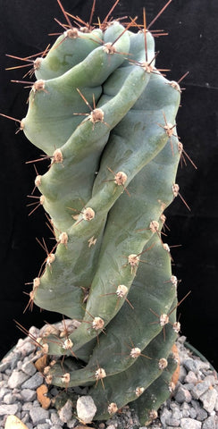 Cereus spiralis Spiral Peruvian Apple Cactus