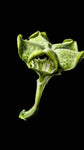 Ceropegia saundersii Parachute Plant Trailing Milkweed Vine