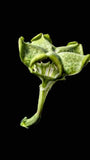 Ceropegia saundersii Parachute Plant Trailing Milkweed Vine