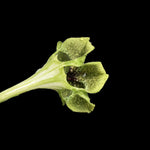 Ceropegia saundersii  Parachute Plant Trailing Milkweed Vine