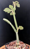 Cissus adeyana 3" Striped Succulent Grape Vine