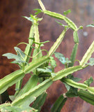 Cissus quadrangularis | Succulent Veldt Grape Vine | Hanging Basket Plant