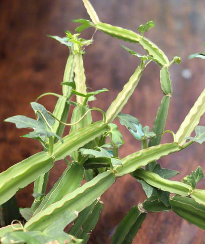Cissus quadrangularis | Succulent Veldt Grape Vine | Hanging Basket Plant