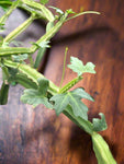 Cissus quadrangularis | Succulent Veldt Grape Vine | Hanging Basket Plant