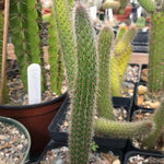 Cleistocactus hyalacanthus 4" Monkey Tail Cactus - Paradise Found Nursery