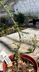 Commiphora aff kua Seed Grown - Paradise Found Nursery