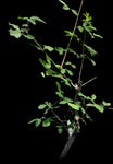 Commiphora angolensis | Myrrh Tree | Bonsai Tree | 5" Pots