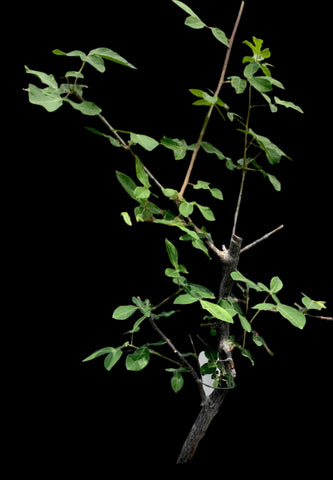 Commiphora angolensis | Myrrh Tree | Bonsai Tree | 5" Pots