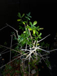 Commiphora humbertii 18" Bowl, Large Specimen, Myrrh Tree RARE
