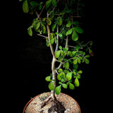 Commiphora mollis Large Specimen 18" Bowl Myrrh Tree