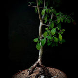 Commiphora mollis Large Specimen 18" Bowl Myrrh Tree