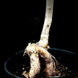 Commiphora mollis Large Specimen #2 18" Bowl Myrrh Tree
