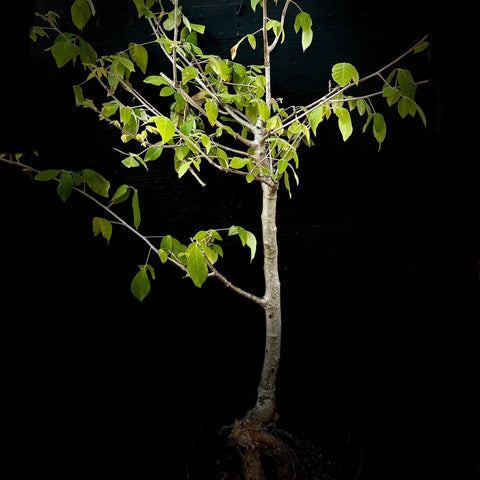 Commiphora mollis Large Specimen #2 18" Bowl Myrrh Tree