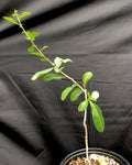 Commiphora pyracanthoides 1 gallon