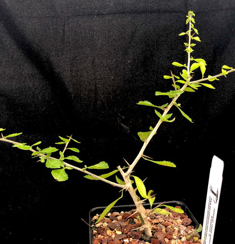 Commiphora simplicifolia