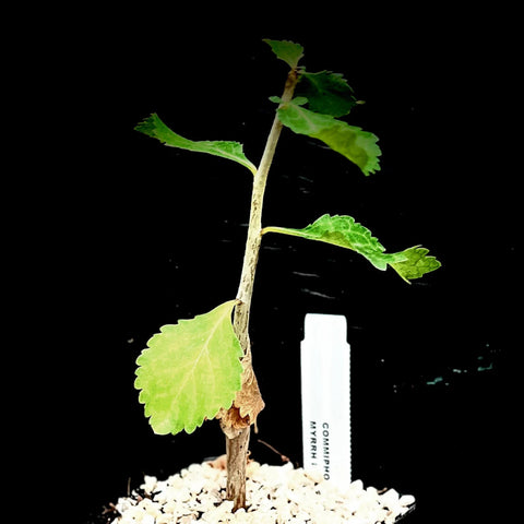Commiphora wightii Guggul Resin Myrrh Tree