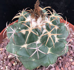 Coryphantha elephantidens 4"
