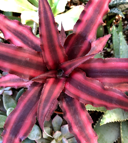 Cryptanthus bivittatus Red Ribbons - Paradise Found Nursery