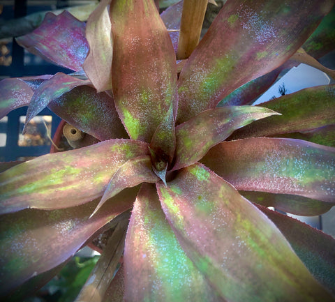Cryptanthus Jennifer 5" - Paradise Found Nursery