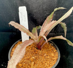 Cryptanthus "Tickled Pink" 4"