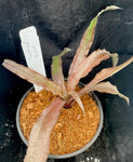 Cryptanthus "Tickled Pink" 4"