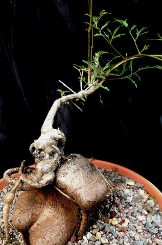 Cyphostemma elephantopus 5" Huge Caudex Seed Grown Great Succulent Bonsai