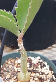 Cyphostemma juttae 4" Namibian Grape Caudex Plant