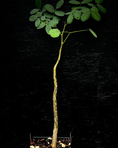 Delonix pumila 1 gallon - Dwarf Poinciana species Rare Endangered Madagascar Tree Seed Grown