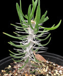Didierea trollii 4" - Madagascar Spiny Forest