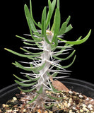 Didierea trollii 4" - Madagascar Spiny Forest